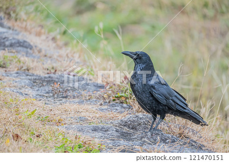 Crow (carrion crow) 121470151