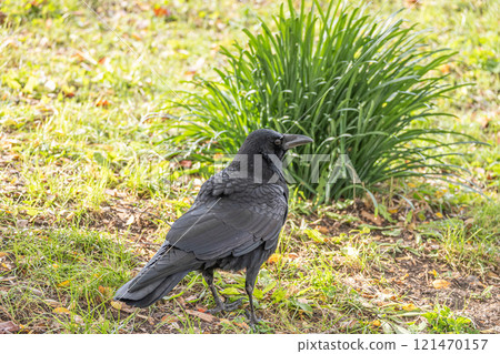 Crow (carrion crow) Crow (carrion crow) 121470157