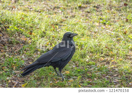 Crow (carrion crow) 121470158