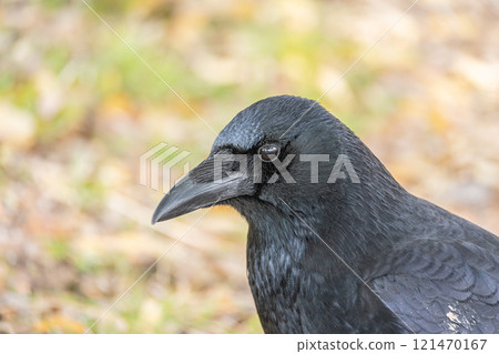 Crow (carrion crow) 121470167