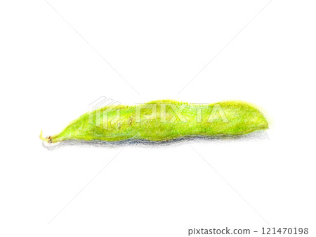 用色鉛筆繪製的手繪毛豆插圖 121470198