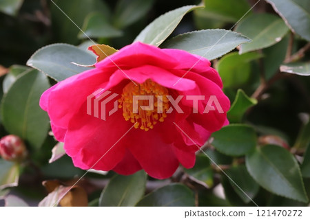 冬季花園中盛開的深粉色山茶花 121470272