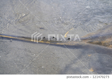 黃貂魚黃貂魚 121470273