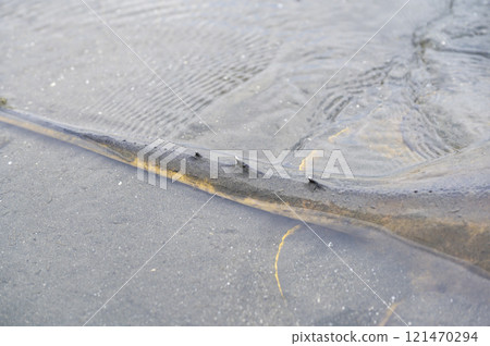 黃貂魚黃貂魚 黃貂魚黃貂魚 121470294