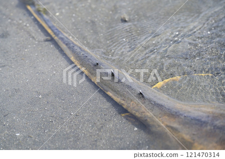 黃貂魚黃貂魚 黃貂魚黃貂魚 121470314