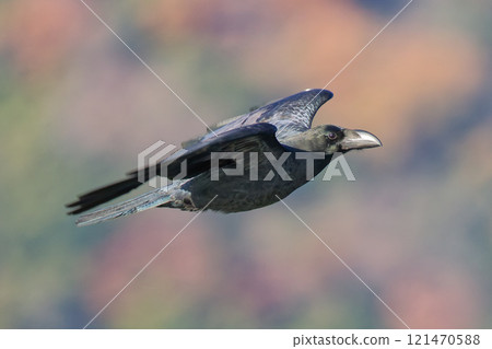 A gliding jungle crow in autumn A gliding jungle crow in autumn 121470588