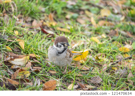 A sparrow searching for food in the grass A sparrow searching for food in the grass 121470634