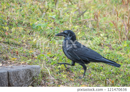 Crow (carrion crow) 121470636