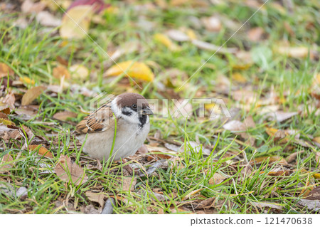 A sparrow searching for food in the grass 121470638