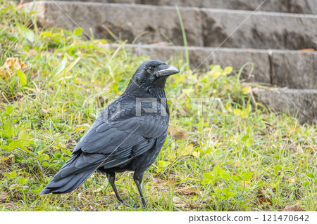 烏鴉(腐肉烏鴉) 烏鴉(腐肉烏鴉) 121470642