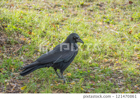 Crow (carrion crow) Crow (carrion crow) 121470861