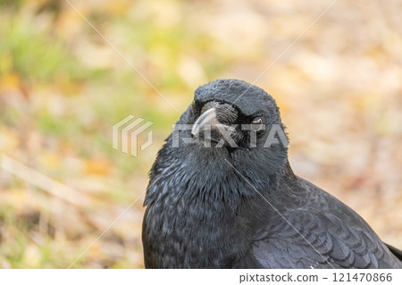 Crow (carrion crow) 121470866