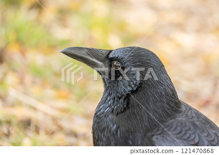 Crow (carrion crow) Crow (carrion crow) 121470868