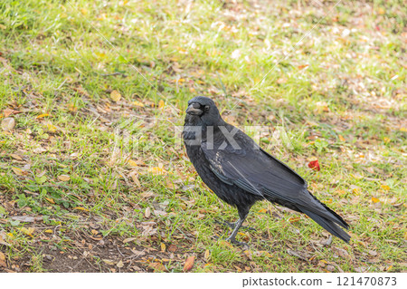 Crow (carrion crow) Crow (carrion crow) 121470873