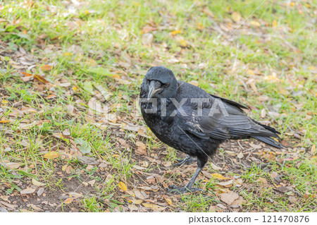Crow (carrion crow) Crow (carrion crow) 121470876