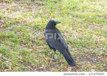 烏鴉（腐肉烏鴉） 121470883
