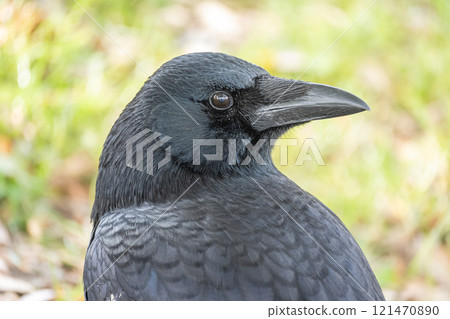 Crow (carrion crow) 121470890