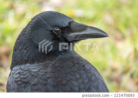 Crow (carrion crow) Crow (carrion crow) 121470893