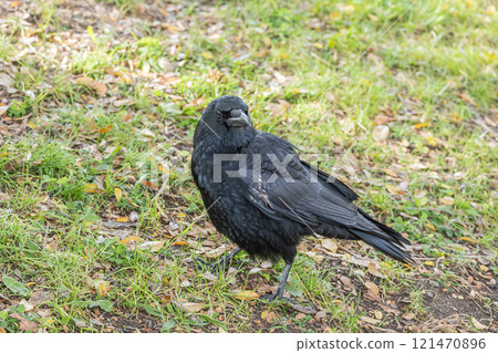 Crow (carrion crow) Crow (carrion crow) 121470896