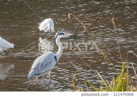 Grey Heron on the Kamo River, Kyoto City Grey Heron on the Kamo River, Kyoto City 121470906