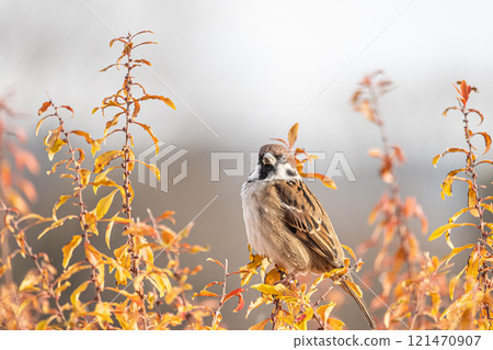 麻雀 麻雀 121470907