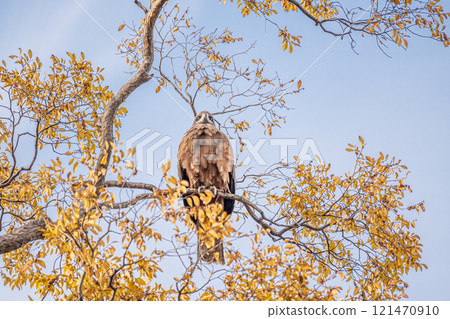 A black kite perched on a dead tree branch A black kite perched on a dead tree branch 121470910