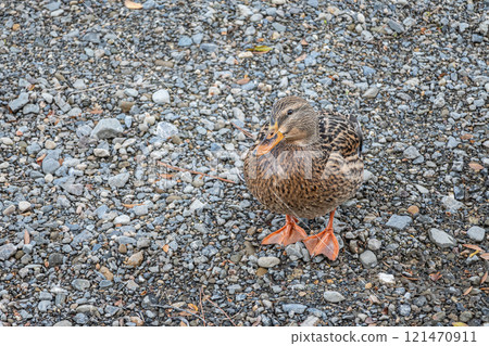 河岸上的母野鴨 121470911