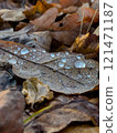 Raindrops on a dry leaf. Autumn atmosphere. Dry leaves on the asphalt. 121471187