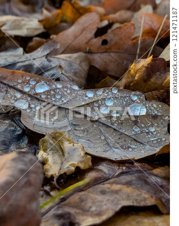 Raindrops on a dry leaf. Autumn atmosphere. Dry leaves on the asphalt. Raindrops on a dry leaf. Autumn atmosphere. Dry leaves on the asphalt. 121471187