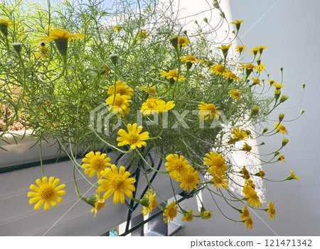 Dahlberg daisy in hanging flower pot on condominium balcony 121471342