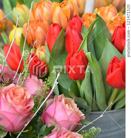 Spring flowers-orange and red tulips. 121471520