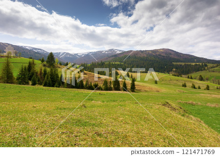 countryside landscape in spring. green environment. grassy field on the hill. coniferous forest on the slope. borzhava mountain ridge in the distance. transcarpathia region of ukraine. open vista 121471769