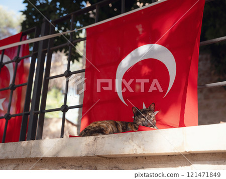 Cat on the street of Antalya, Turkey Cat on the street of Antalya, Turkey 121471849