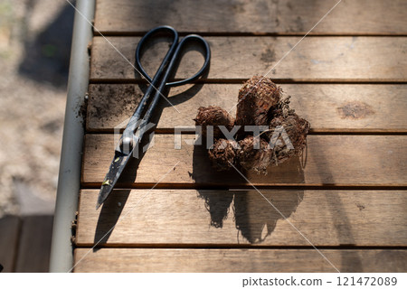 收穫芋頭 121472089