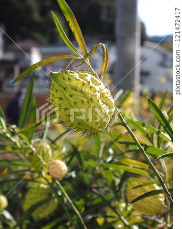 Green balloon plant fruits in the sun 121472417