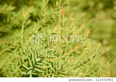 Melaleuca bracteata macro leaves Melaleuca bracteata Melaleuca bracteata macro leaves Melaleuca bracteata 121472461