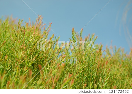 Melaleuca bracteata macro leaves Melaleuca bracteata Melaleuca bracteata macro leaves Melaleuca bracteata 121472462