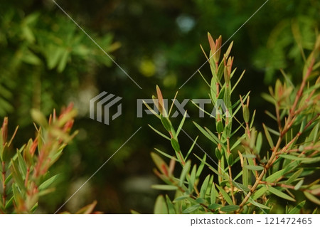 Melaleuca bracteata macro leaves Melaleuca bracteata 121472465
