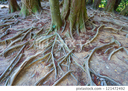 Kyoto City, Kurama Temple, Root path on the summit of Mount Kurama 121472492