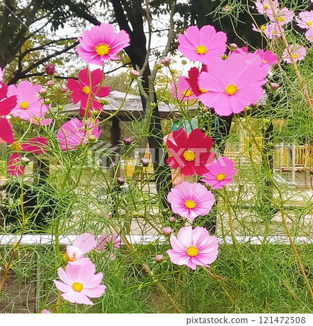 盛開的波斯菊，有淺色和深色。 121472508