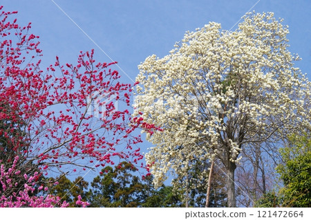 大內澤花桃之鄉東秩父村的花桃和白玉蘭 大內澤花桃之鄉東秩父村的花桃和白玉蘭 121472664