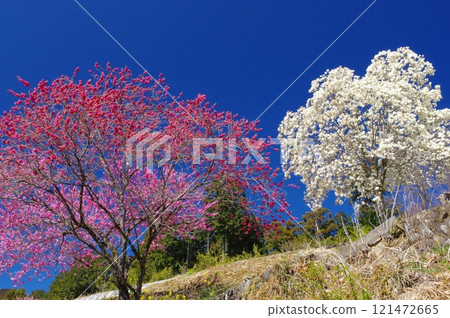 大內澤花桃之鄉東秩父村的花桃和白玉蘭 大內澤花桃之鄉東秩父村的花桃和白玉蘭 121472665