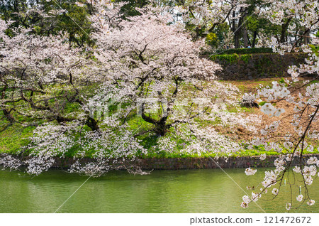 Cherry blossom scenery, Chidorigafuchi cherry blossoms Cherry blossom scenery, Chidorigafuchi cherry blossoms 121472672