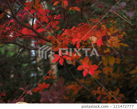 紅、黃、綠、紫豆豆杜鵑（各色燈塔杜鵑） 121472777