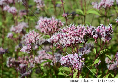 Eupatorium japonicum (Asteraceae) 121472820