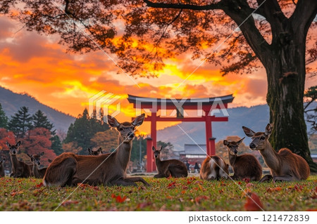 A tranquil moment with a torii gate and deer surrounded by autumn leaves A tranquil moment with a torii gate and deer surrounded by autumn leaves 121472839