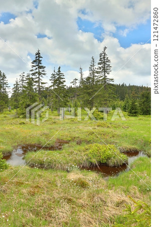 Peat bog in the Krkonose Mountains Peat bog in the Krkonose Mountains 121472860