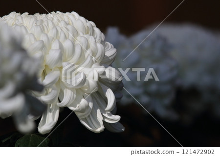 大菊花 菊花 121472902