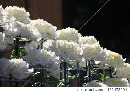 Large chrysanthemums Chrysanthemum flowers 121472904