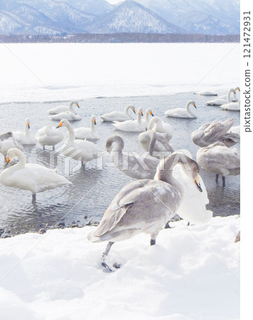 Whooper swans on Lake Teshikaga, Hokkaido 10 121472931